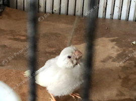 ZEBRA FINCHES AVAILABLE