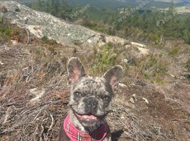 Loving home required for 10 month old French bulldog