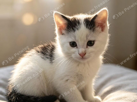 Kitten male