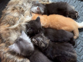Maine coon kittens, 2 polydactyl