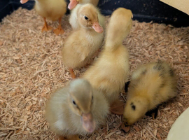 Beautiful hatch of Indian Runner Ducklings