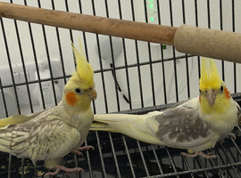 2 cockatiel