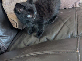 Black male kitten