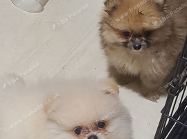 Pomeranian puppies males and females Ready 22july