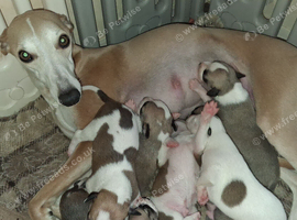Whippet Puppies