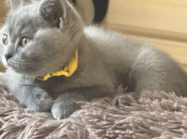 British Shorthair Kittens for sale