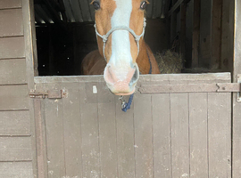 Beautiful gelding for loan