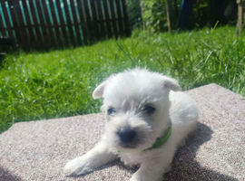 West highland white terrier
