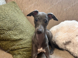 Beautiful Italian Greyhound KC Puppy - Loving Home Wanted