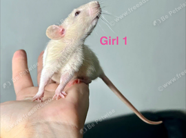 Baby Dumbo rats between 6/8 weeks old
