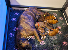 BEAUTIFUL KC PUPPIES