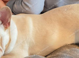 10 months old French Bulldog