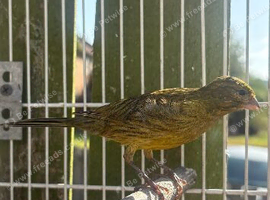 Canary