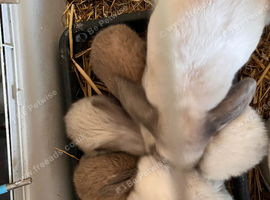 Mini lop pure bred