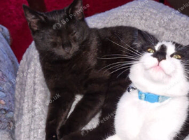Two bonded male cats