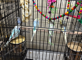 Baby budgies