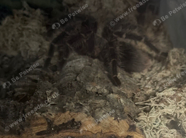 Salmon pink bird eater, tarantula