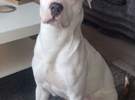 American bully