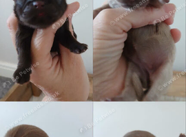 KC REG CHOC AND LILAC BABIES