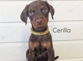 European doberman puppies