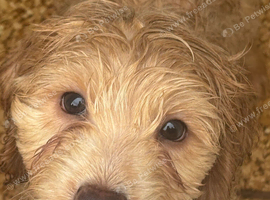Stunning cockapoo pups
