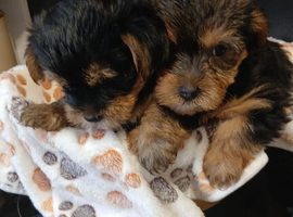 YORKSHIRE TERRIER PUPPIES BOYS READY NOW.