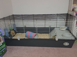 REDUCED X2 guinea pig brothers