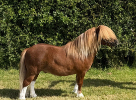 TOP class mini gelding