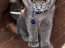 British shorthair