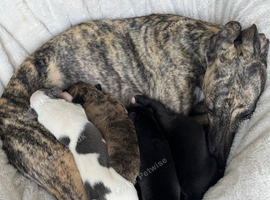 Beautiful KC Registered Whippet Puppies