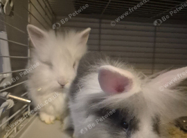 9 wks old lionhead bunnies