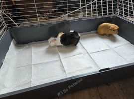 2 Bonded Guinea Pigs Looking for a New Home