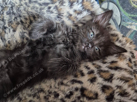 Stunning little male kitten