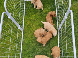 Beautiful Cavapoo Puppies Waiting for Their New Family