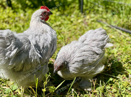 Beautiful pair of Lavender Pekins