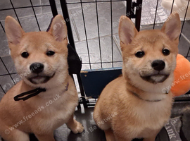 *2 LEFT* KC shiba girl puppies - Mozzarella & Wensleydale