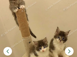 Main coone kittens