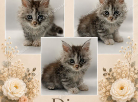 Maine coon kittens for sale