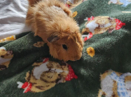 Guniea pigs needing removed