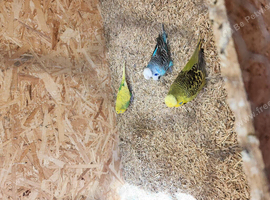Exhibition Budgies last 3 available