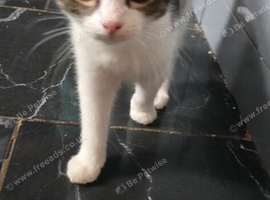 Boy kitten