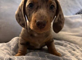 Adorable miniature dachshund puppies