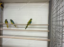 2026 Dark Factor Turquoisines &pound;150pr