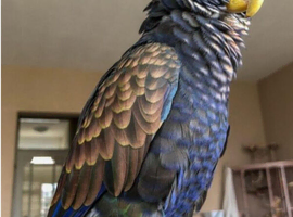 Wanted Pionus Parrot