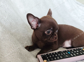 Stunningly Beautiful Chihuahua Babies