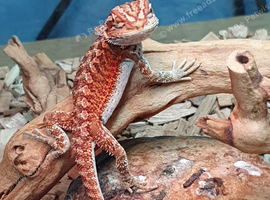 Baby bearded dragons for sale in southeast London SE7