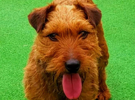 Lakeland terrier