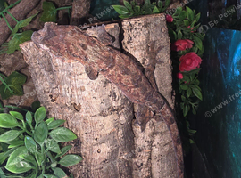 Cb25 chahoua gecko