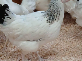 Pol chicken