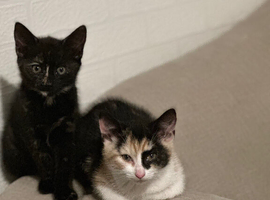 Girl Kitten 3 month Old